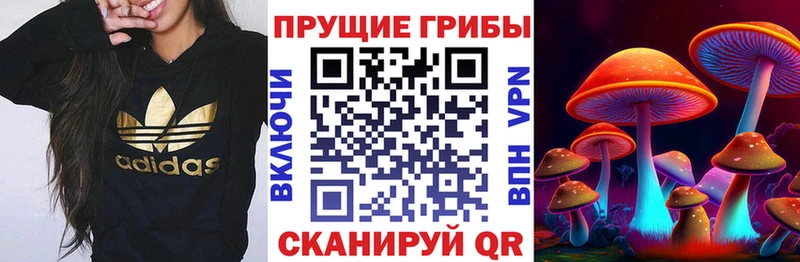 где купить Кизилюрт Псилоцибиновые грибы Cubensis